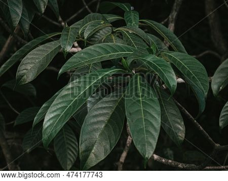 Closeup Of The Stem Of The Aidia Plant. Selective Focus.