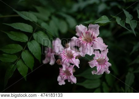 Mostly Blurred Exotic Pink Flowers On Green Leaves Background. Pink Trumpet Vine