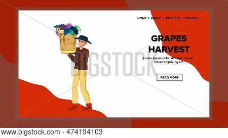 Grapes Harvest Man Vector. Wine Vineyard, Vintner Winery, Vine Fruit, Worker Hand, Winemaker Red Gra