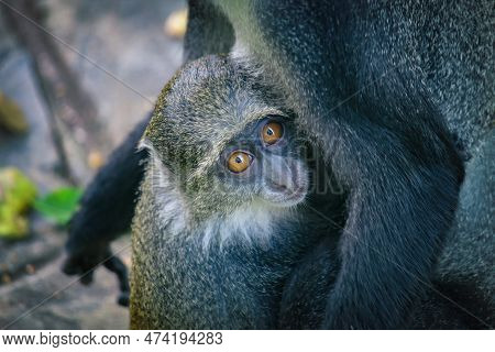 Monkey Baby. Little Monkey On His Mother's Belly. Gray Monkey In Kenya. Monkeys In Africa On The Bea