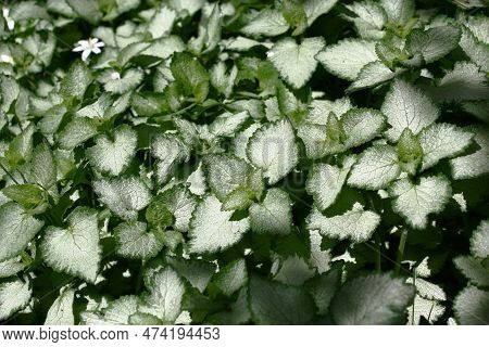 Sunny Summer Day. Fragment Of A Shady Decorative Garden. The Sunlight Lights With A Spot Silvery Lea