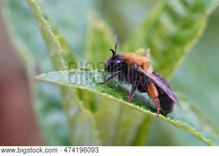 Closeup On A Female Clarkes Mining Bee, Andrena Clarkella Sitting On A Green Leaf