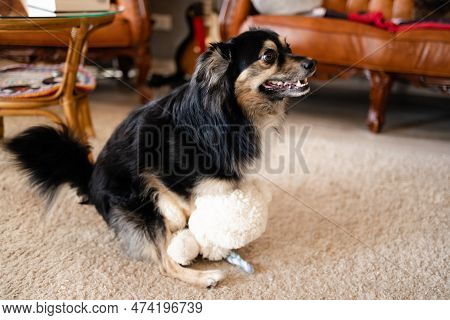 Small Dog Humps Its Teddy Bear Toy On The Room Floor