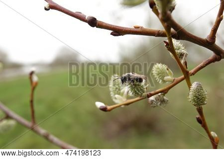 Closeup On A Male Grey-backed Mining Bee, Andrena Vaga, Sitting On A Female Goat Willow, Salix Capre