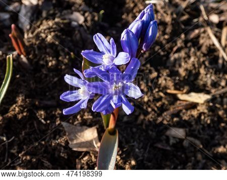 Close-up Shot Of The Spring's Early Bloomer - The Glory Of The Snow (chionodoxa Sardensis) 'maksi' W
