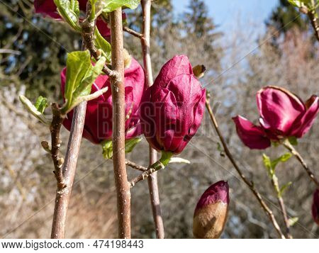 Magnolia 'genie' With Deep Red, Almost Black Bud That Open Into Medium-sized, Cup Shaped, Lotus-like