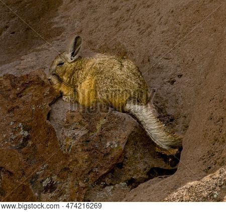 The Viscacha Resembles A Rabbit With A Squirrel Tail, But Is Native Only To South America..