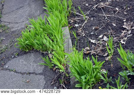 Beautiful Green First Spring Small Flowers, Orange Lilies Growing On The Ground Of One Of The Courty