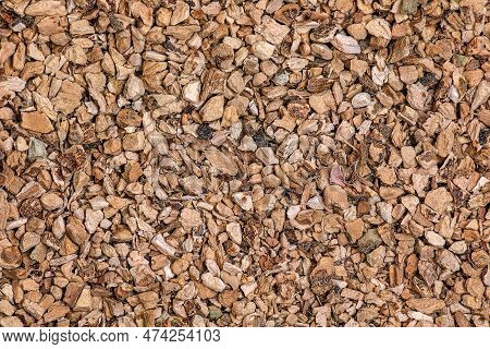 Background Of Organic Dry Calamus Root. The Latin Name Is Acorus Calamus. Close-up Of Background Tex