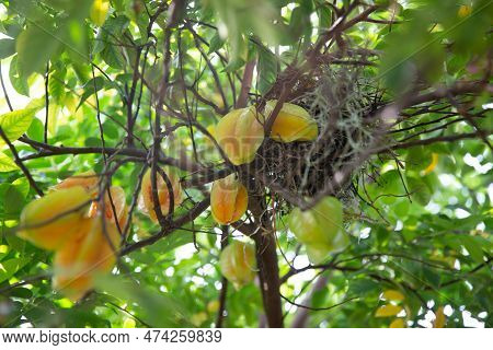 Starfruit Tree With A Nest For A Bird Family
