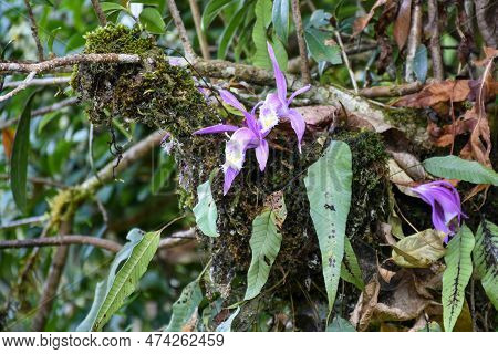 Pleione Formosana, The Taiwan Pleione Or Windowsill Orchid, Is A Species Of Flowering Plant In The F