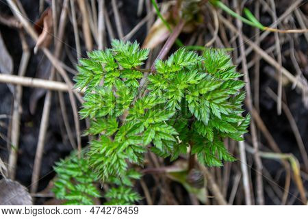 A Close Up Of A Plant With Green Leaves And The Word Fern On It. High Quality Photo