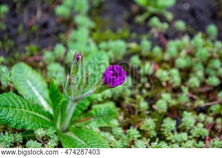 A Purple Flower Is Growing On A Patch Of Grass And Has A Small Patch Of Moss On It. High Quality Pho