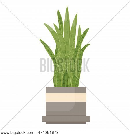 Potted Sansevieria, Snake Plant. Interior Houseplant Growing In Flowerpot. Green Home Tongue-leaf De