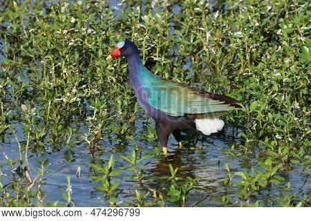 A Purple Gallinule, Porphyrio Martinicus Searches For Prey In A Florida Wetlands