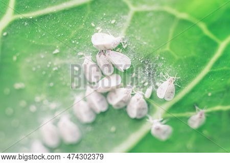 Whitefly Aleyrodes Proletella Agricultural Pest On Cabbage Leaf.