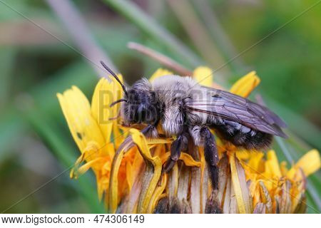 Natural Colorful Close-up On A Female Grey-backed Mining Bee, Andrena Vaga, Sitting On A Yellow Dand