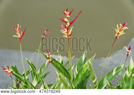 The Red And Yellow Flowers Of Heliconia Psittacorum, A Unique Tropical Pond Plant