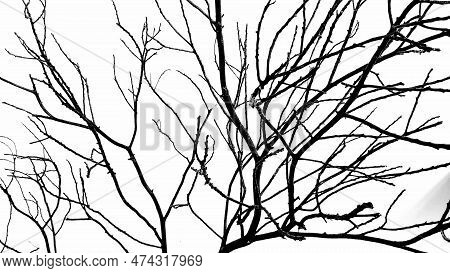 A Collection Of Many Dry Treebranches For Background