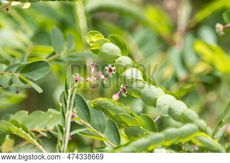 Tropical Leaf-flower, Phyllanthus Pulcher