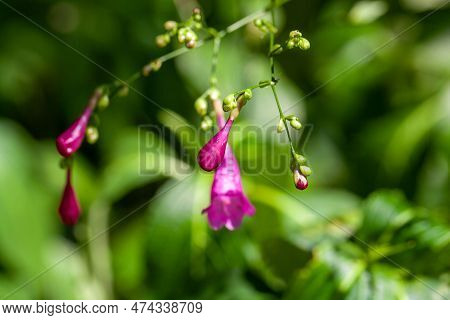Flower Of An Assam Indigo Plant, Strobilanthes Cusia