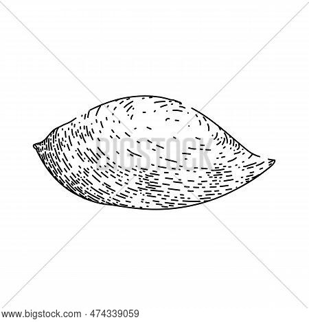 Sweet Potato Orange Hand Drawn. Raw Cut, Food Slice, Root Yam, Vegetable Red, Fresh Yellow Sweet Pot
