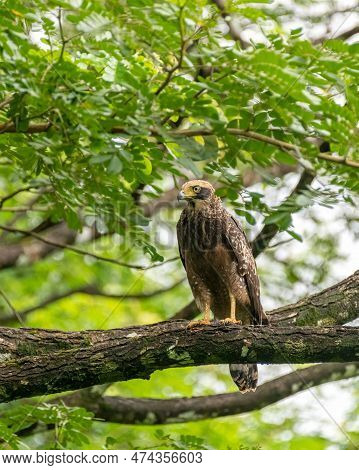 A Beautiful Juvenile Crested Serpent Eagle (spilornis Cheela) Juvenile, Perched On A Tree Branch In 