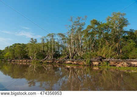 Scene Of Paper Bark Trees Along The Canal At Phatthalung Province, Thailand.
