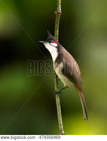 A Beautiful Young Red-whiskered Bulbul (pycnonotus Jocosus), Perched On A Thin Branch In The Garden.