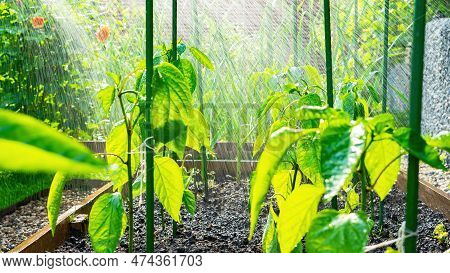 Natural Watering. Rain Watering Garden Plants In The Heat. Watering Vegetable Seedlings From A Rain 