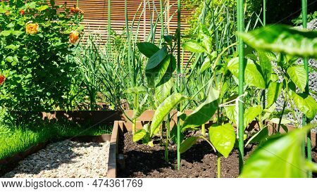 Family Domestic Garden Close Up On A Sunny Spring Day. Wooden Diy Raised Beds In A Vegetable Garden.