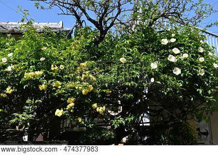 Cherokee Rose ( Rosa Laevigata ) Flowers. Rosaceae Evergreen Vine Shrub. White Five-petaled Flowers 