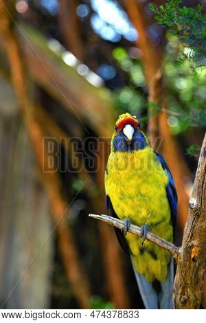 Green Rosella Or Platycercus Caledonicus Is A Parrot From Australia