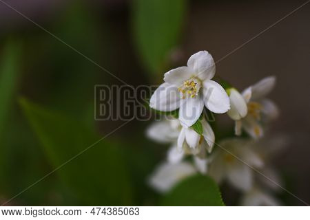 Slender Deutzia ( Deutzia Gracilis ) Flowers. Hydrangeaceae Deciduous Shrub. White Flowers Bloom Sli