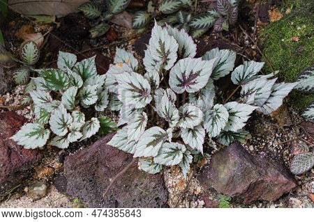 The Beautiful Green And Silver Leaves Pattern Of Rex Begonia