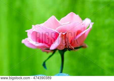 Pink Is The Color We Most Associate With Roses On A Green Background. Shades Range From The Softest 