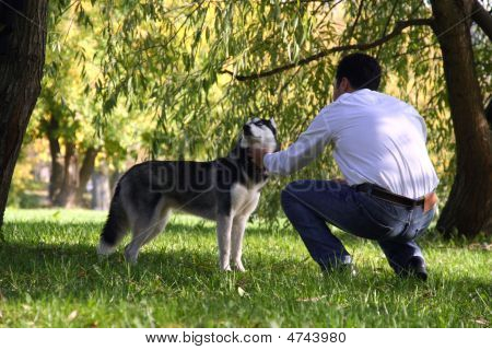 คน Petting สุนัข Husky