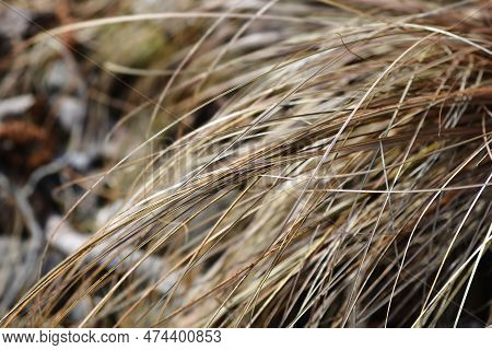 Bronze New Zealand Hair Sedge Leaves In The Spring