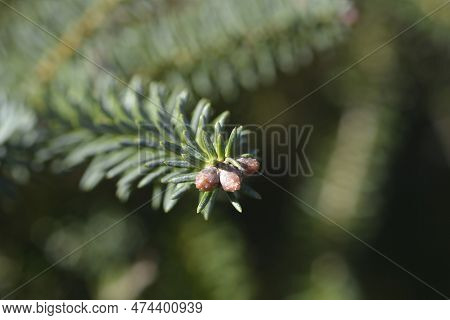 Blue Spanish Fir Branch In The Spring