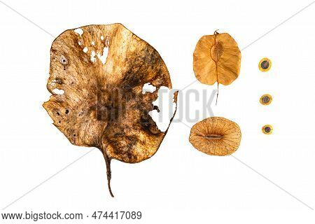 Winged Dispersal Seeds, Flying Seeds Isolated On White Background With Clipping Path. Top View Of Di