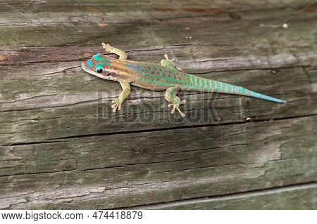 Mauritius Ornate Day Gecko Phelsuma Ornata Pn Ile Aux Aigrettes, Mauritius