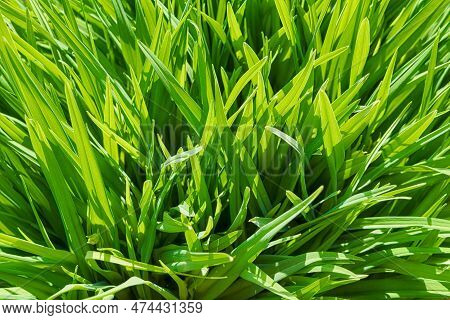 Background Of A Green Grass. Green Grass Texture Green Grass Texture From A Field. Green Grass Close