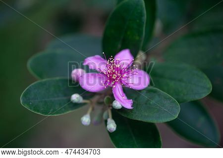 Flowers Of A Rose Myrtle, Rhodomyrtus Tomentosa