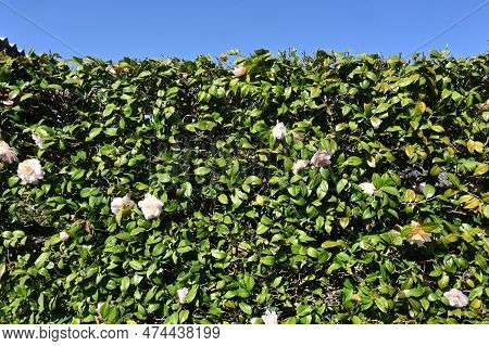 The Camellia Sasanqua Hedges. Theaceae Evergreen Shrub. It Blooms From Late Autumn To Winter When It