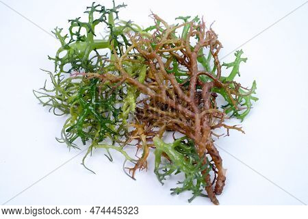 Fresh Graciillaria Spp Seaweed Isolated On White Background
