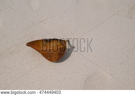 Close-up Of A Single Dry Leave On The Fine Sand With Natural Soft Sunlight. Old Dry Leaves Wilted Ov