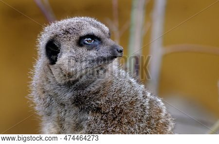 The Meerkat Or Suricate Is A Small Mongoose Found In Southern Africa. It Is Characterised By A Broad