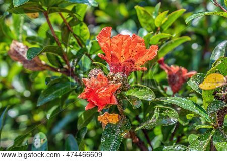 An Aphid Colony Sucks The Life Out Of A Bright Red Pomegranate Flower. A Lot Of Blackfly On Flowers 