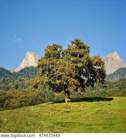 Beautiful Tree In Switzerland Alps. Heididorf. Maienfeld.