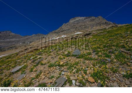 Yellow Wild Flowers Grow In The Rocks On Mountain Side In Montana Wilderness
